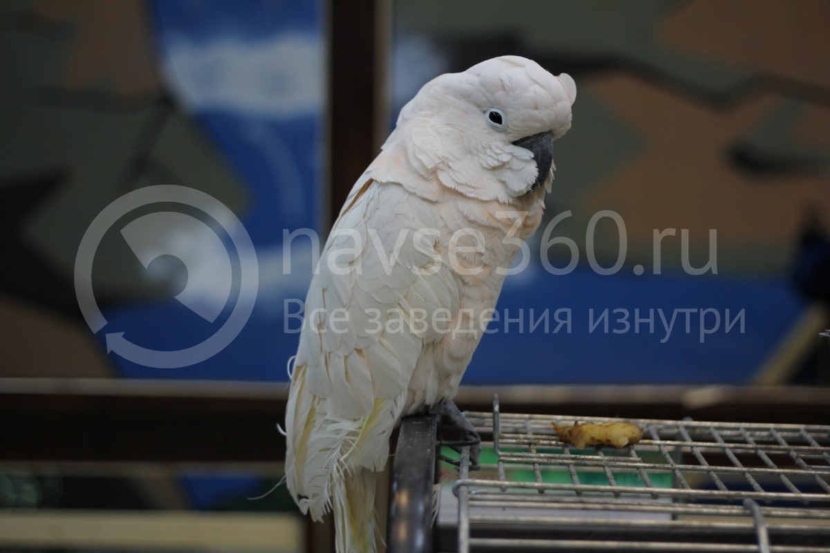 Попугай