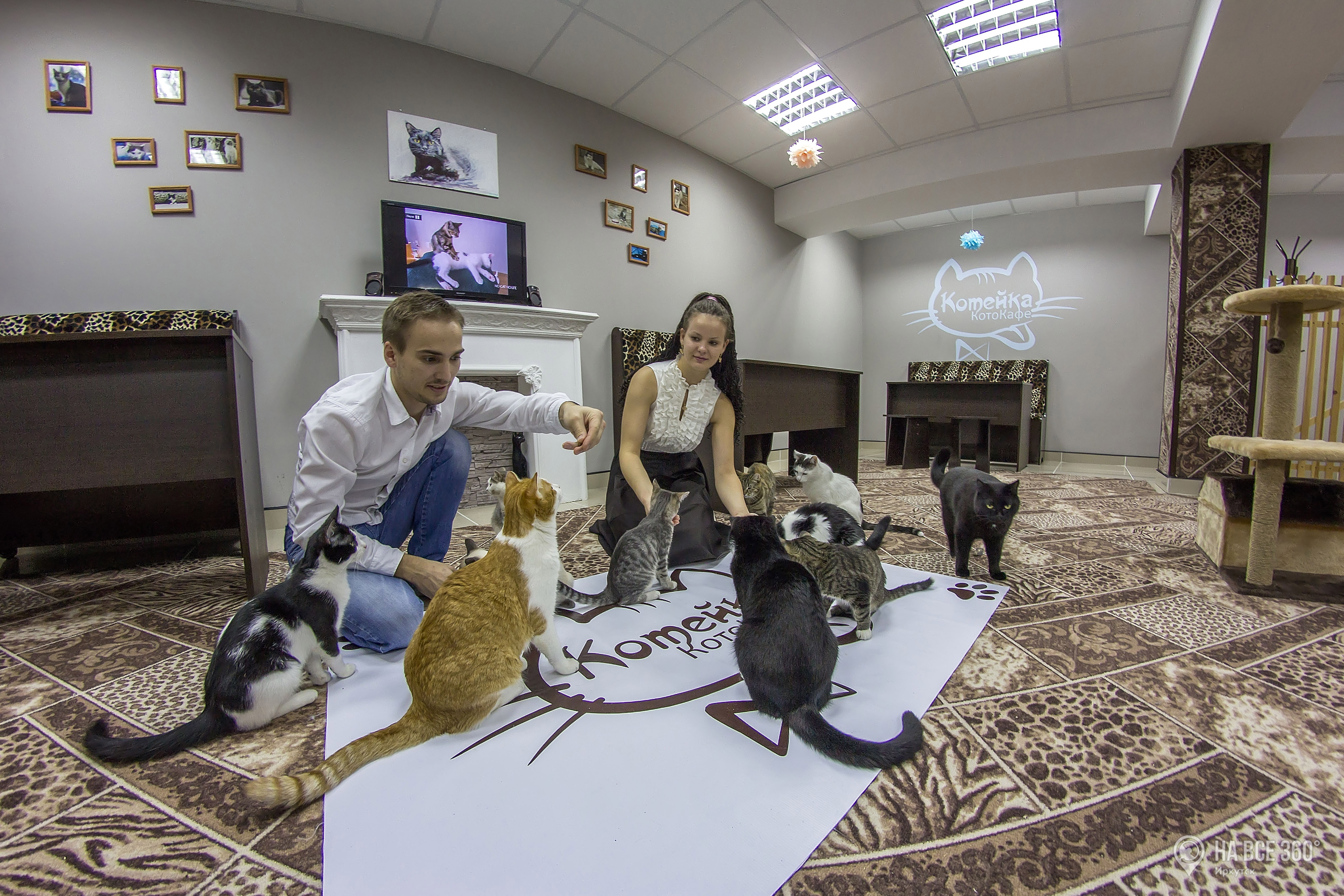 Котокафе в Иркутске