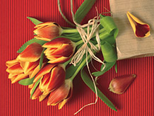 Живые тюльпаны от Флора Стиль